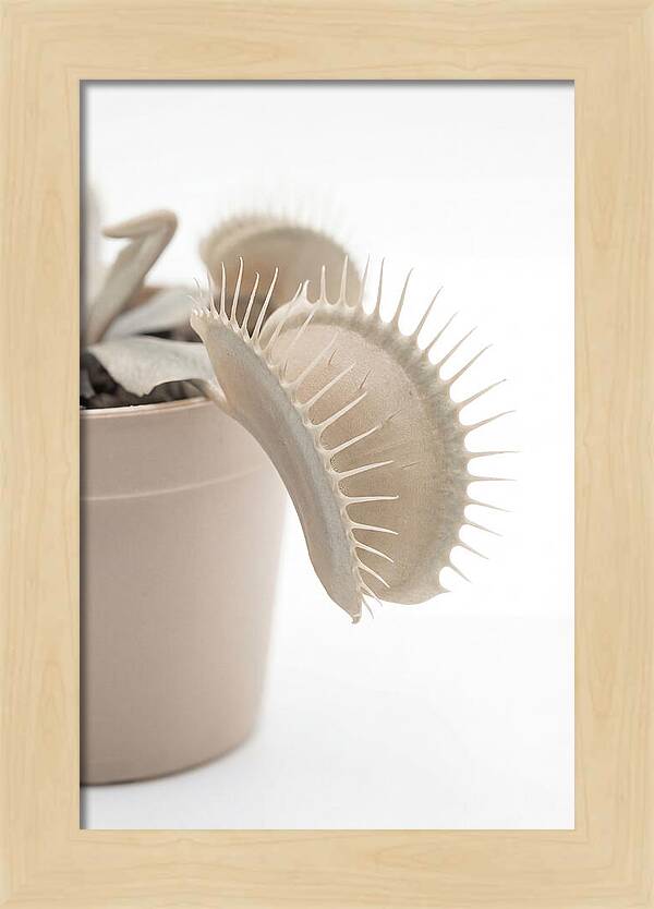 Venus Flytrap Detail