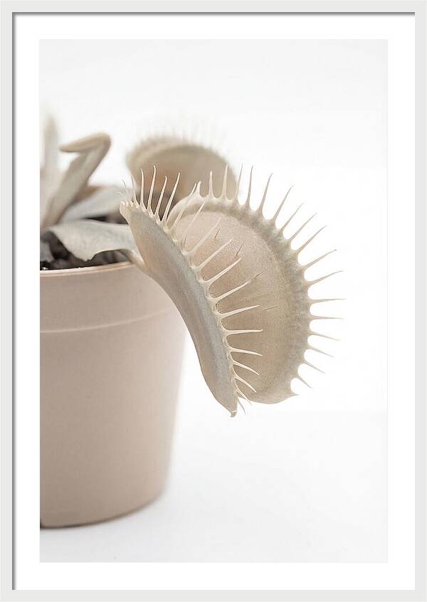 Venus Flytrap Detail