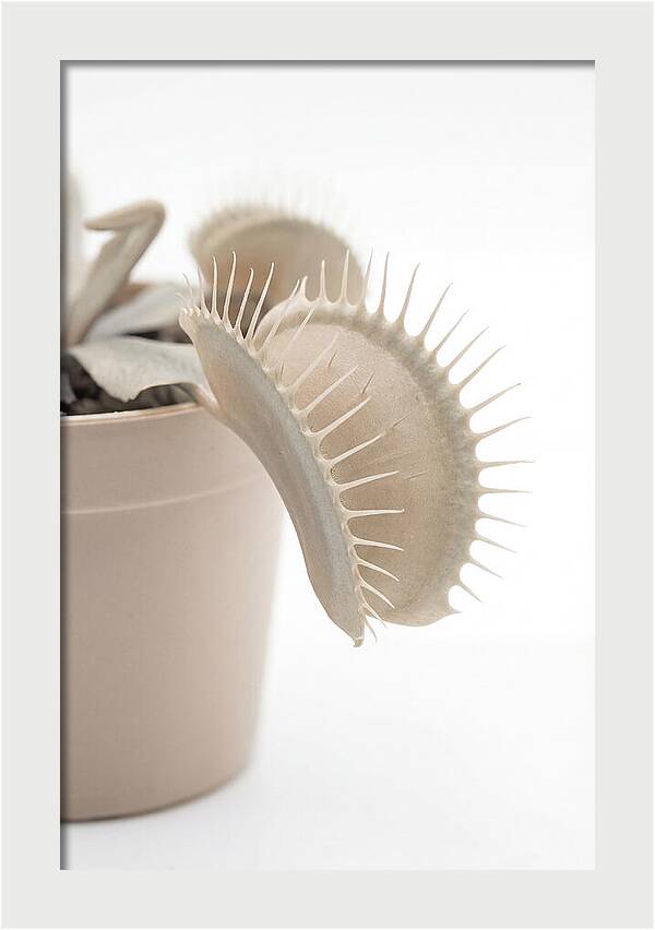 Venus Flytrap Detail