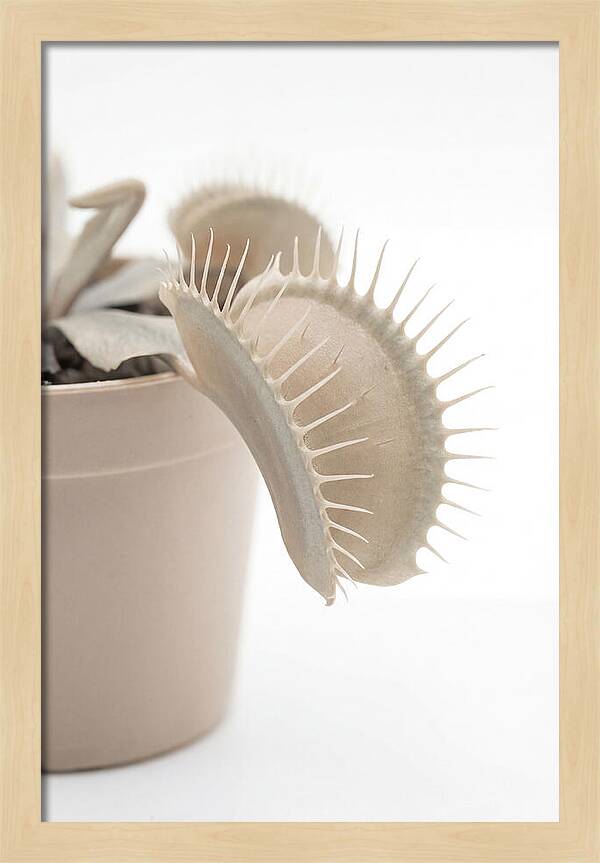 Venus Flytrap Detail