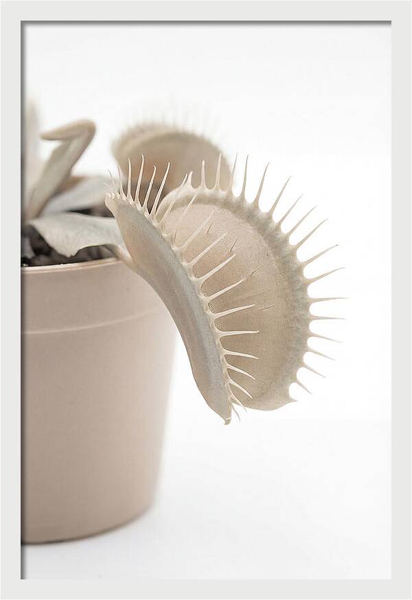 Venus Flytrap Detail