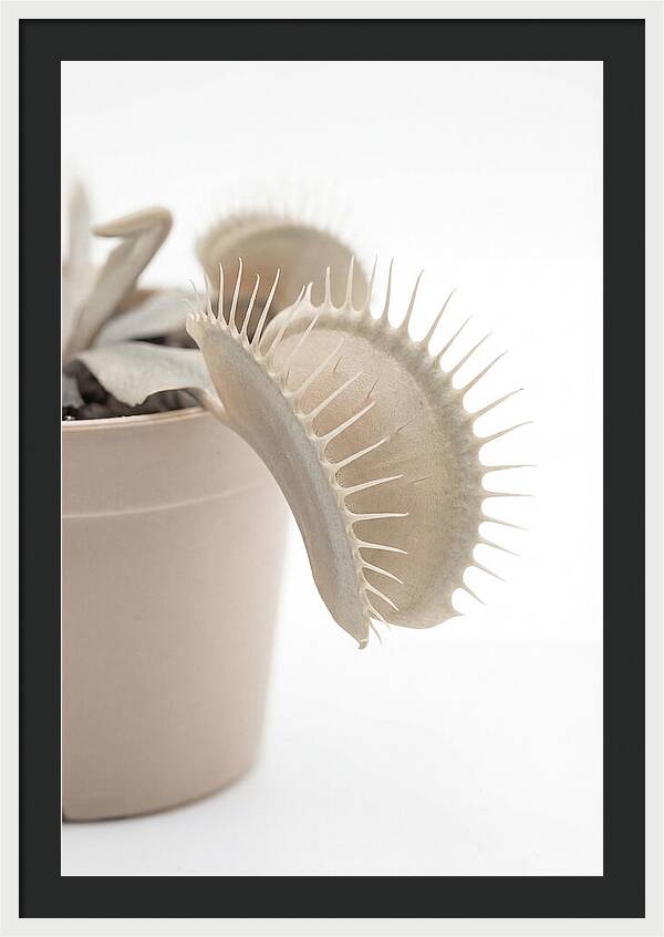 Venus Flytrap Detail