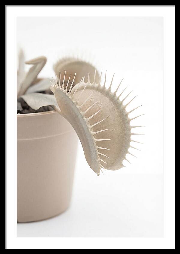 Venus Flytrap Detail