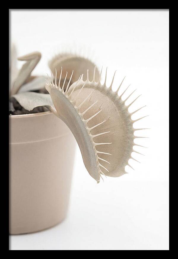 Venus Flytrap Detail