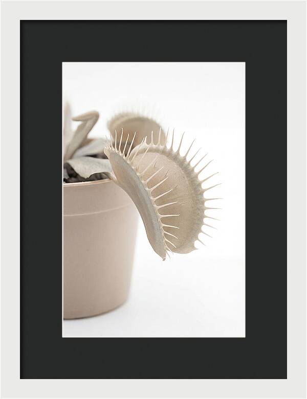 Venus Flytrap Detail