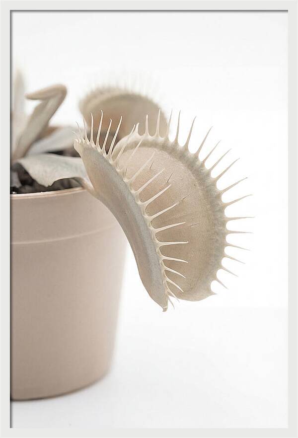 Venus Flytrap Detail