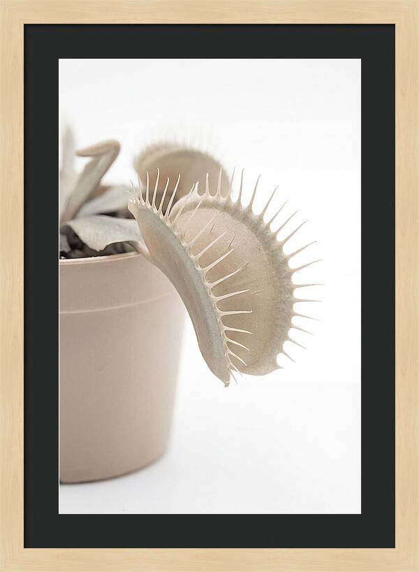 Venus Flytrap Detail