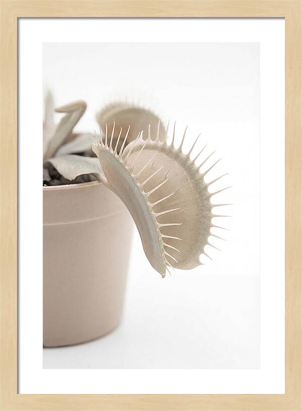 Venus Flytrap Detail