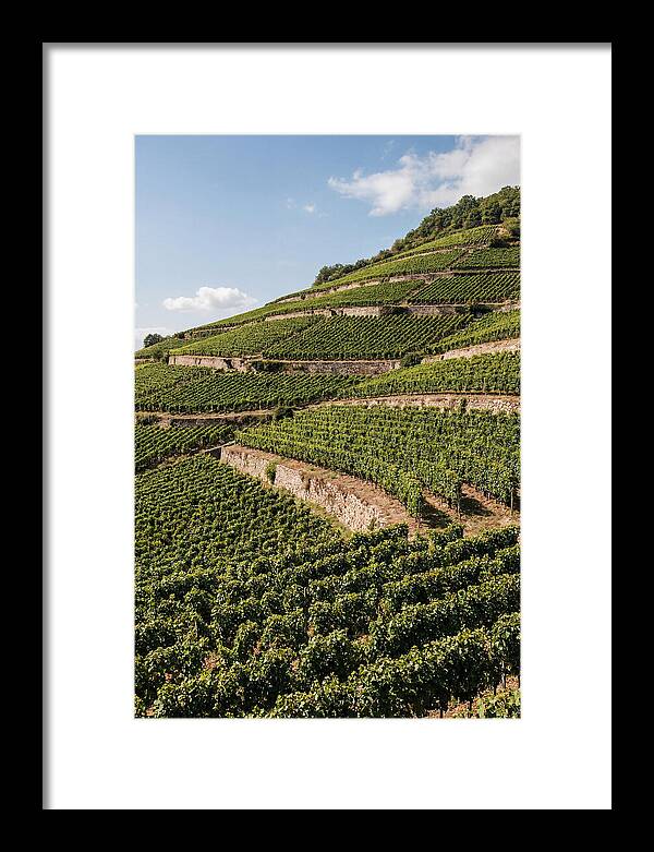 Verdant Hillside With Terraced Vineyards