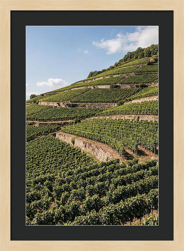 Verdant Hillside With Terraced Vineyards