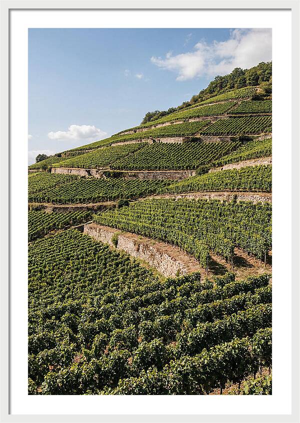 Verdant Hillside With Terraced Vineyards