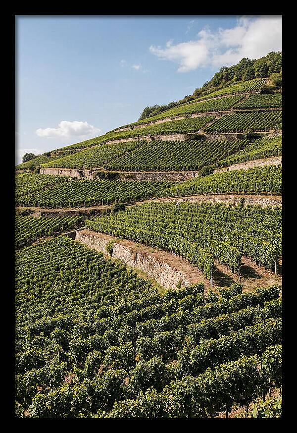 Verdant Hillside With Terraced Vineyards