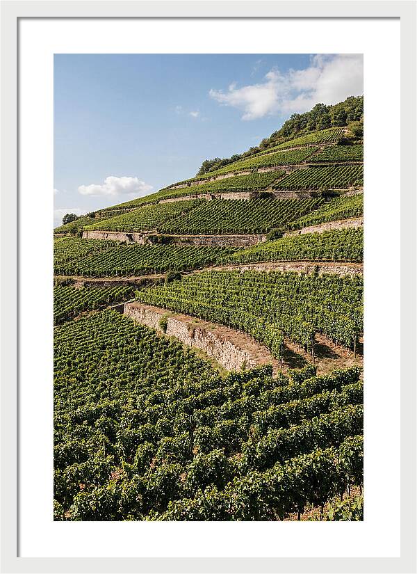 Verdant Hillside With Terraced Vineyards