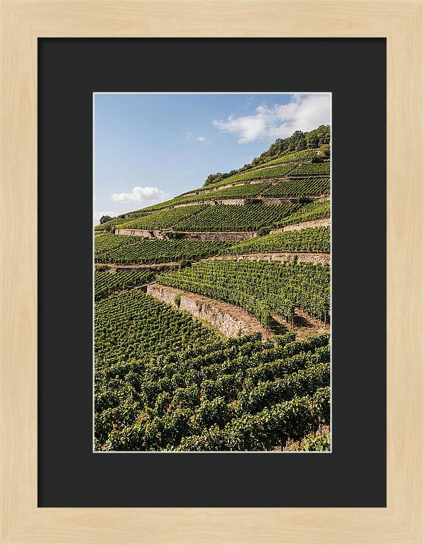 Verdant Hillside With Terraced Vineyards