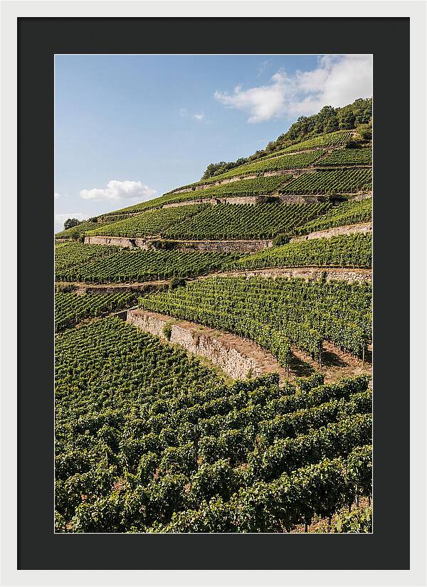 Verdant Hillside With Terraced Vineyards