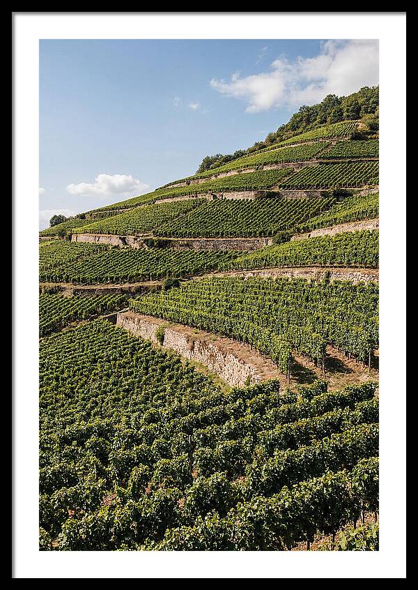 Verdant Hillside With Terraced Vineyards