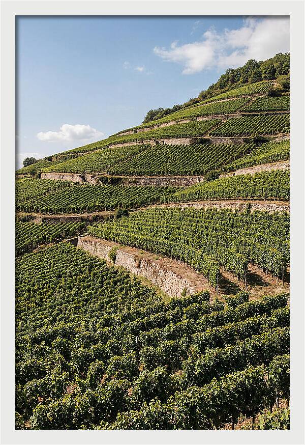 Verdant Hillside With Terraced Vineyards
