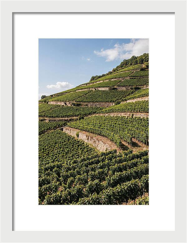 Verdant Hillside With Terraced Vineyards