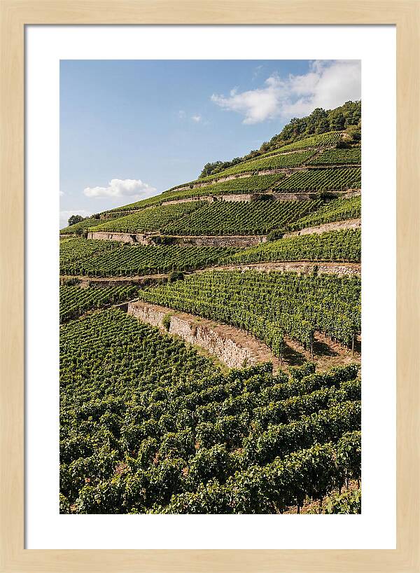 Verdant Hillside With Terraced Vineyards