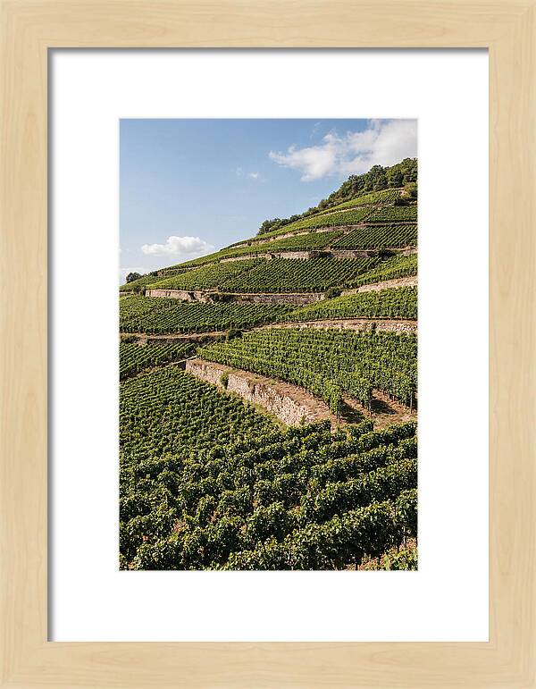 Verdant Hillside With Terraced Vineyards