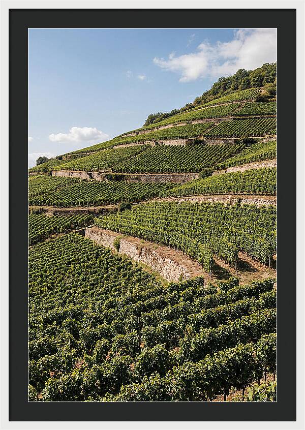 Verdant Hillside With Terraced Vineyards