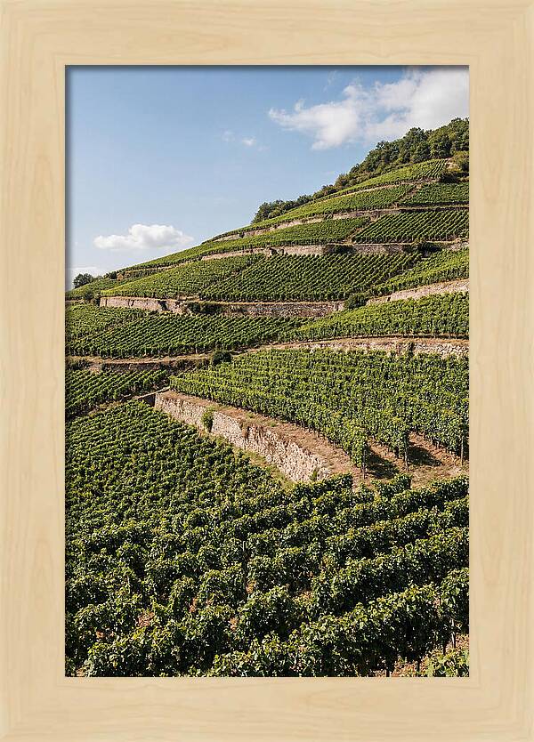 Verdant Hillside With Terraced Vineyards