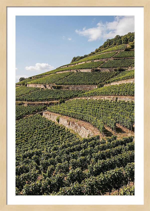 Verdant Hillside With Terraced Vineyards