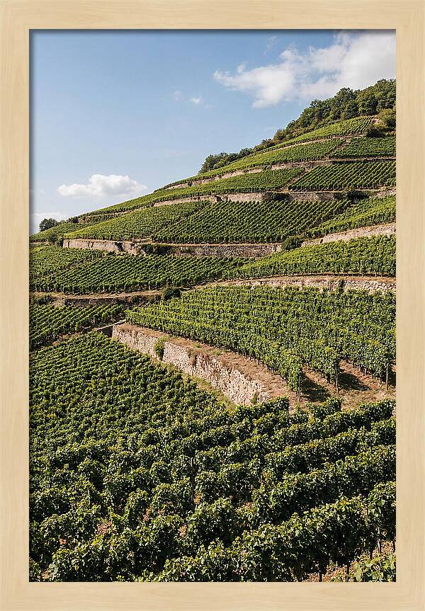 Verdant Hillside With Terraced Vineyards