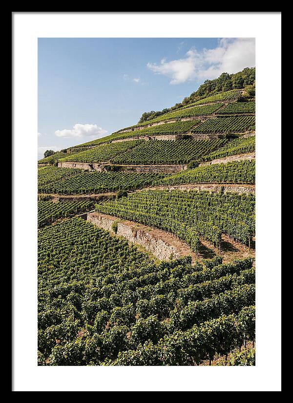 Verdant Hillside With Terraced Vineyards