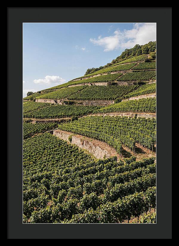 Verdant Hillside With Terraced Vineyards