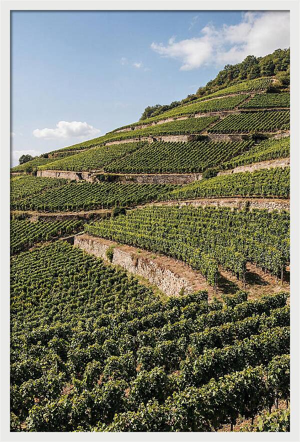 Verdant Hillside With Terraced Vineyards
