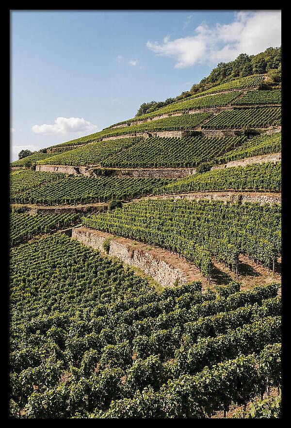 Verdant Hillside With Terraced Vineyards