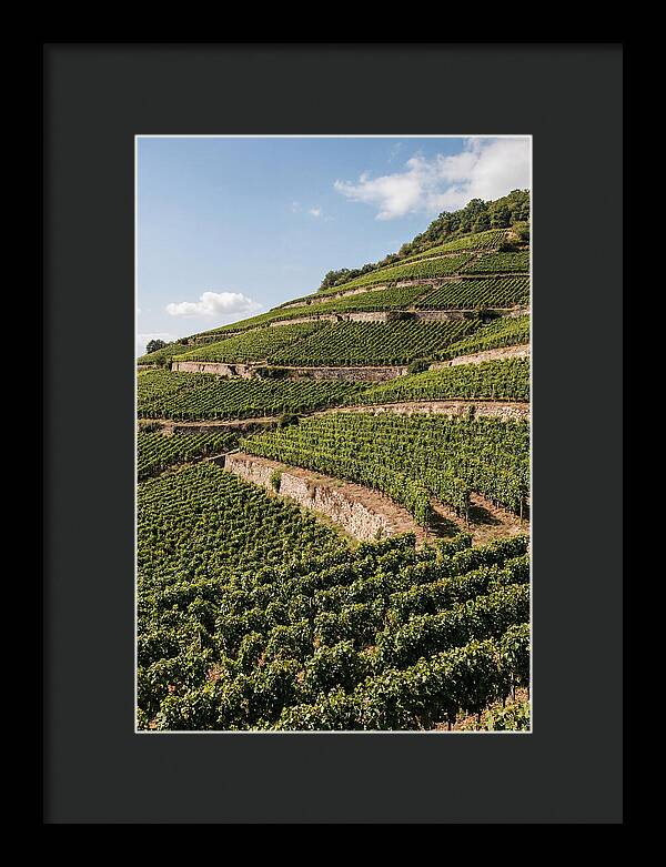 Verdant Hillside With Terraced Vineyards