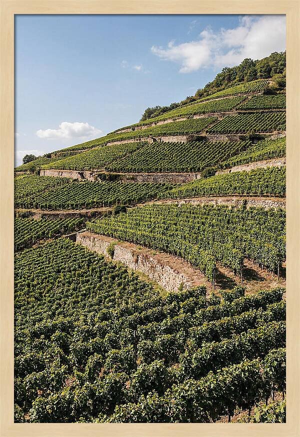Verdant Hillside With Terraced Vineyards
