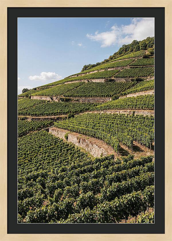 Verdant Hillside With Terraced Vineyards