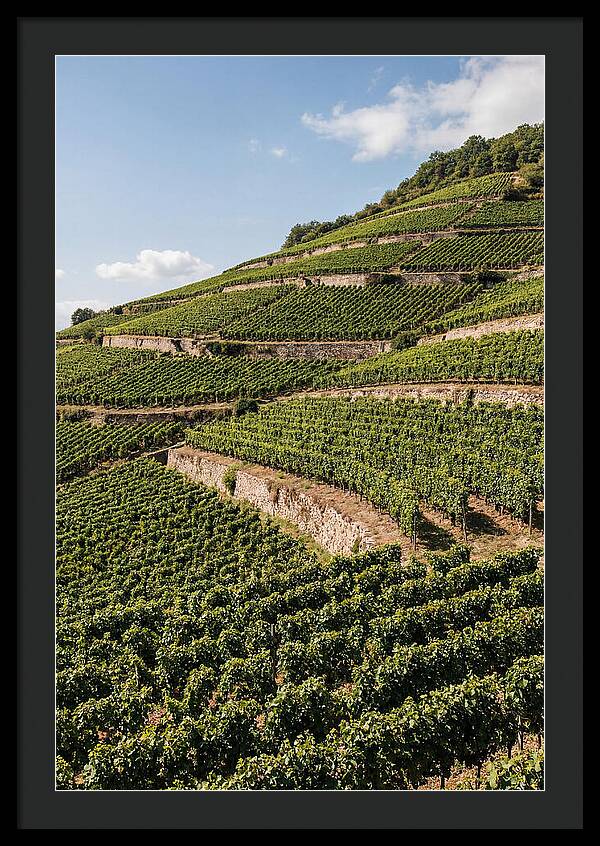 Verdant Hillside With Terraced Vineyards