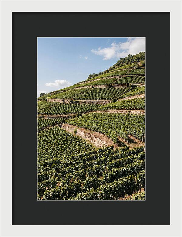Verdant Hillside With Terraced Vineyards