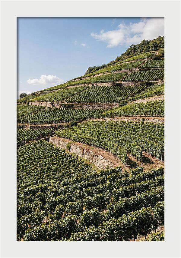Verdant Hillside With Terraced Vineyards