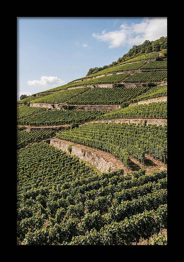 Verdant Hillside With Terraced Vineyards