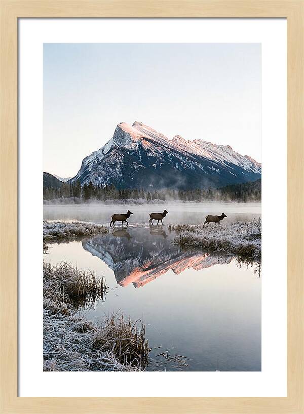 Vermilion Lakes Serenity At Dawn