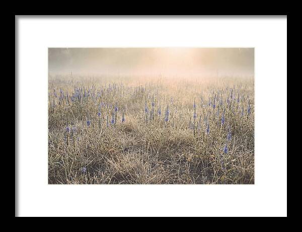 Veronica Speedwell Spikes In Misty Light