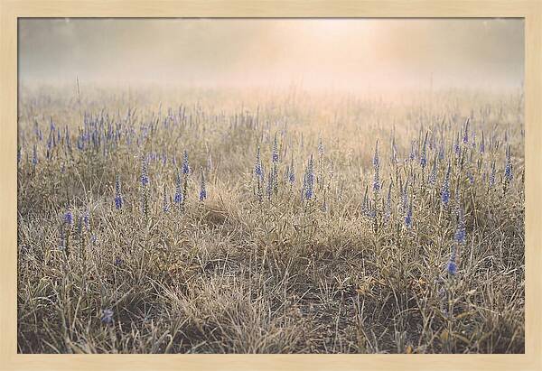 Veronica Speedwell Spikes In Misty Light