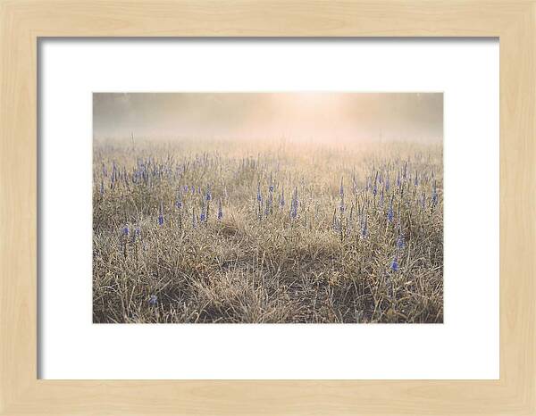 Veronica Speedwell Spikes In Misty Light