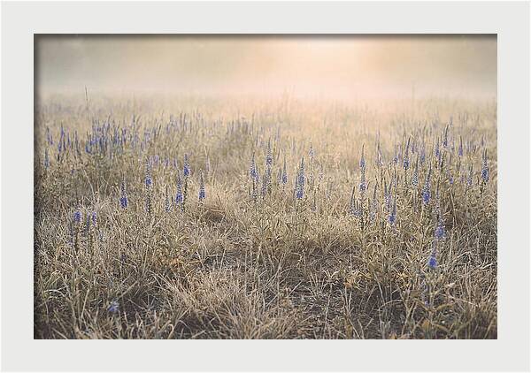 Veronica Speedwell Spikes In Misty Light