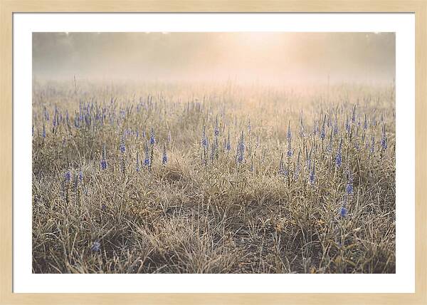 Veronica Speedwell Spikes In Misty Light