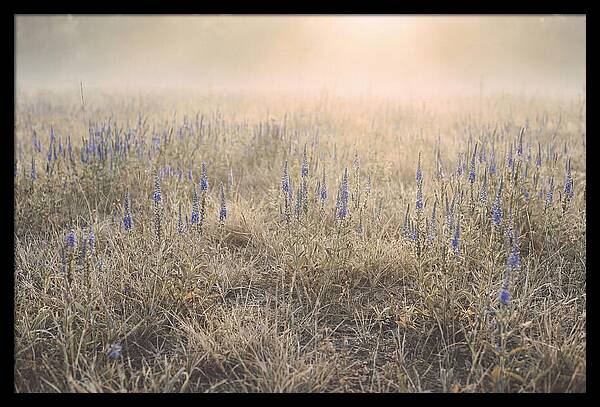 Veronica Speedwell Spikes In Misty Light
