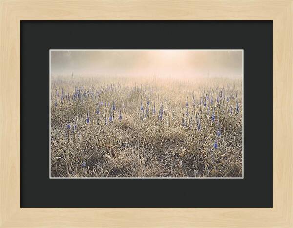 Veronica Speedwell Spikes In Misty Light