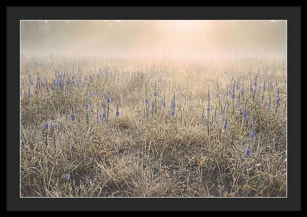 Veronica Speedwell Spikes In Misty Light