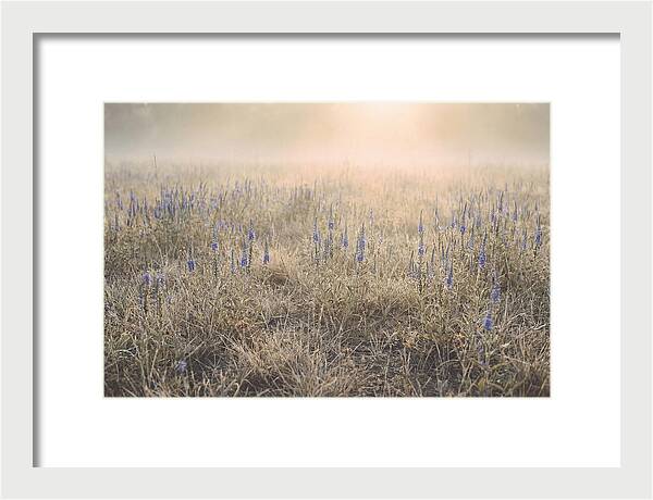 Veronica Speedwell Spikes In Misty Light