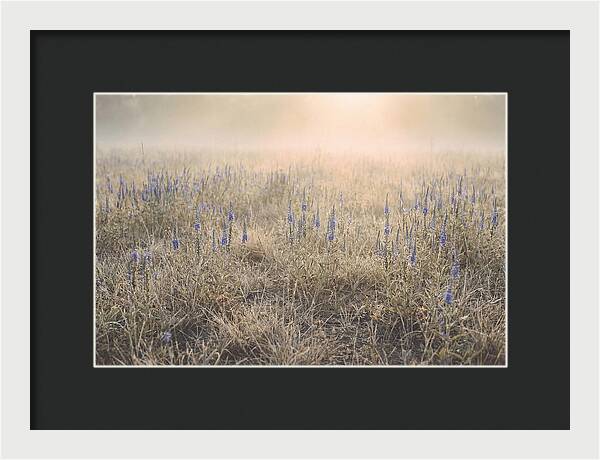 Veronica Speedwell Spikes In Misty Light